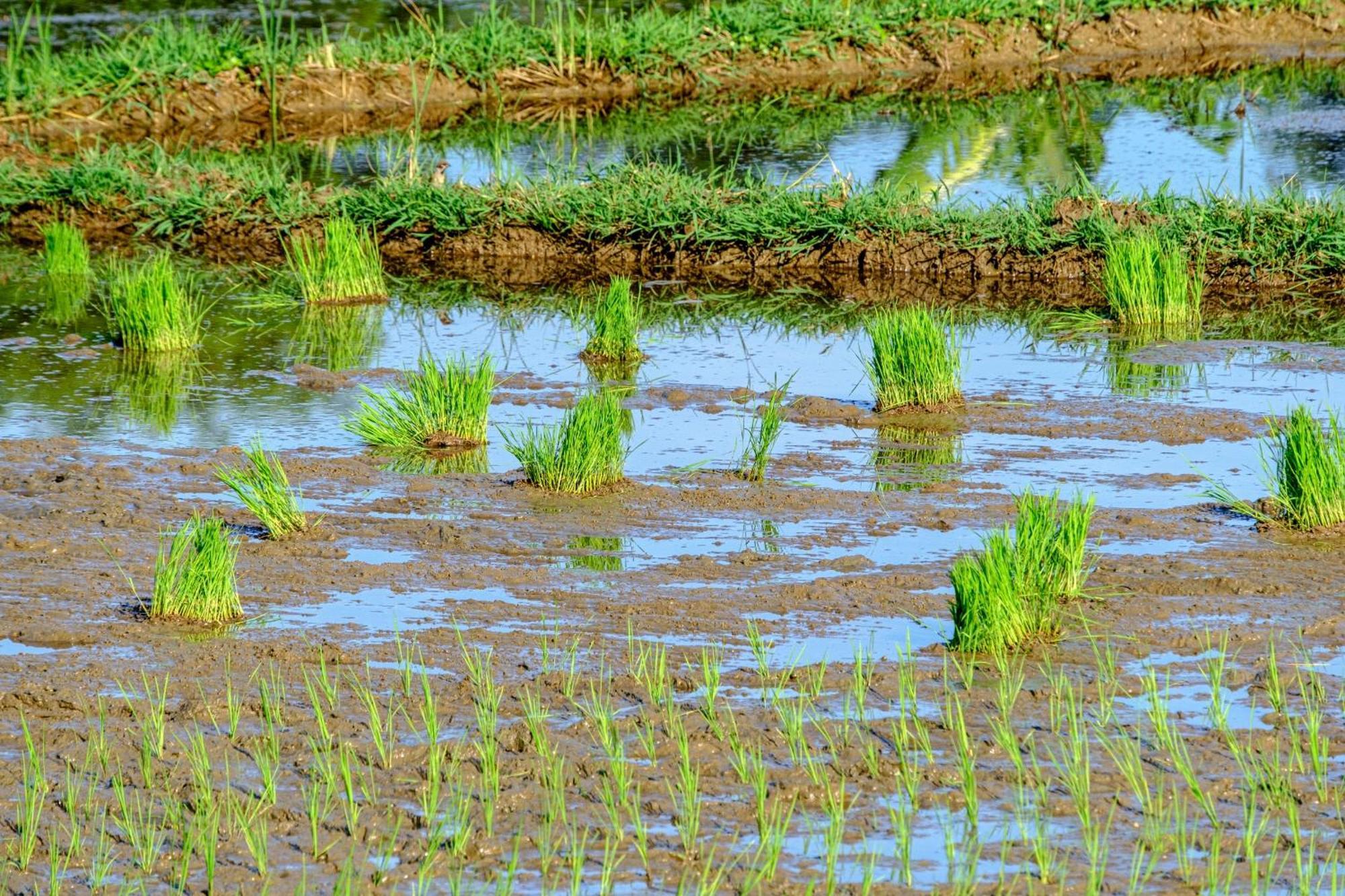 Nha Tan - Mai Chau Homestay And Tours 外观 照片